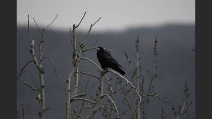 Rook