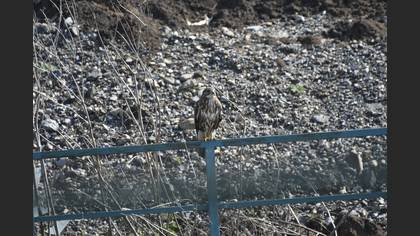 Common Buzzard