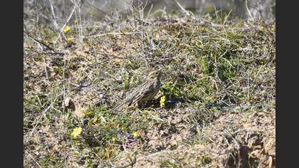 Cirl Bunting