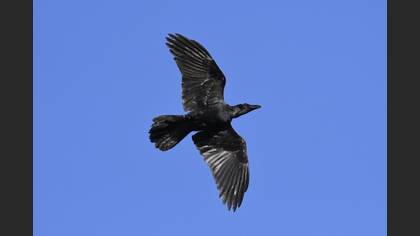 Northern Raven