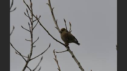 Hawfinch