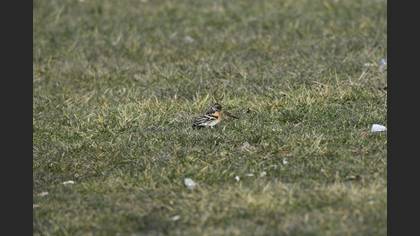 Brambling