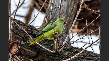 Rose-ringed Parakeet