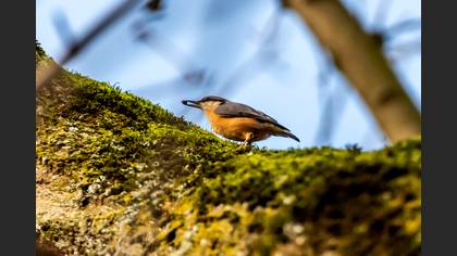 Eurasian Nuthatch