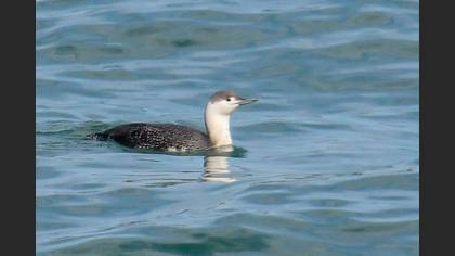 Red-throated Loon