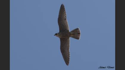 Peregrine Falcon