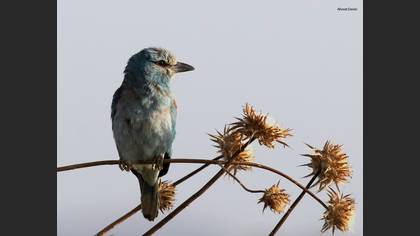European Roller