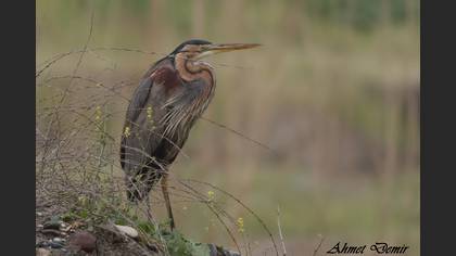 Purple Heron