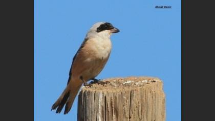 Lesser Grey Shrike