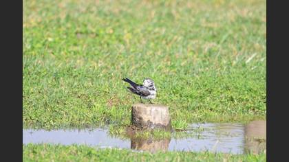 White Wagtail