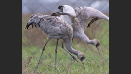Common Crane