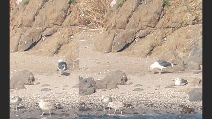 Lesser Black-backed Gull