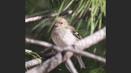 Common Chaffinch