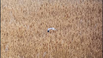 Hen Harrier