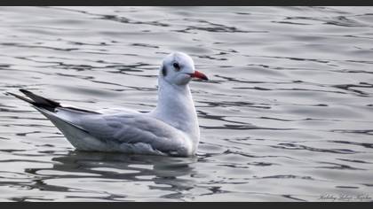 Black-headed Gull