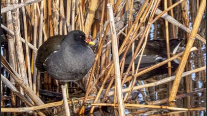 Common Moorhen
