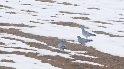 Stock Dove