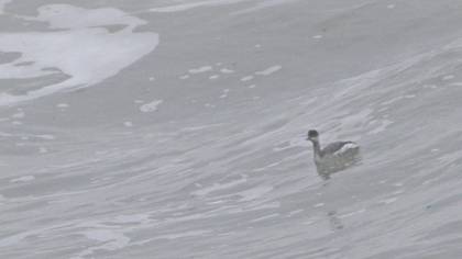 Black-necked Grebe