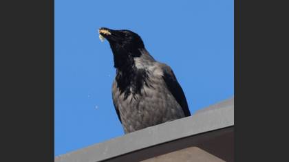 Hooded Crow