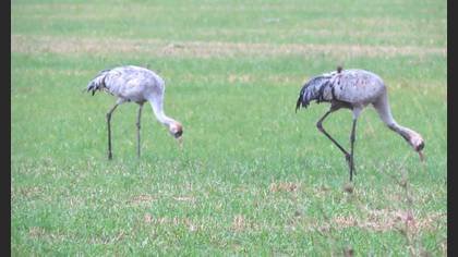 Common Crane