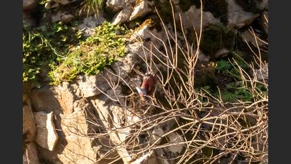 Wallcreeper
