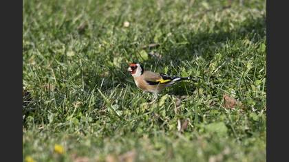 European Goldfinch