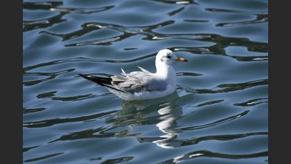Black-headed Gull