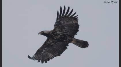 Eastern Imperial Eagle