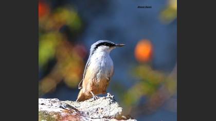 Kaya sıvacısı