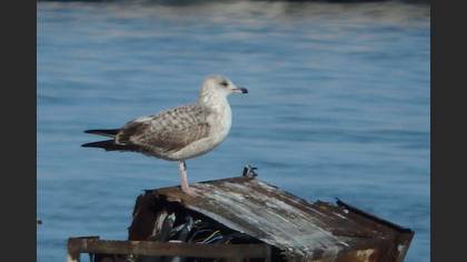Armenian Gull