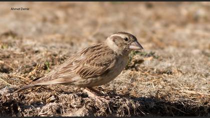 Rock Sparrow