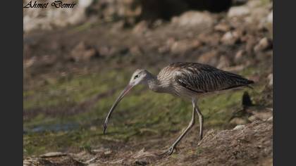 Eurasian Curlew