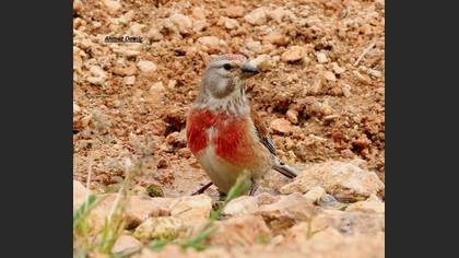 Common Linnet