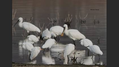 Eurasian Spoonbill
