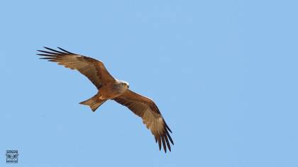 Black Kite