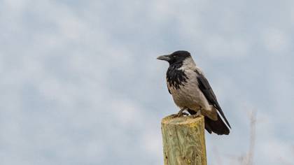 Hooded Crow