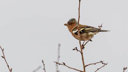 Common Chaffinch