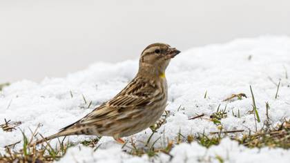 Rock Sparrow