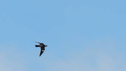 Common Wood Pigeon