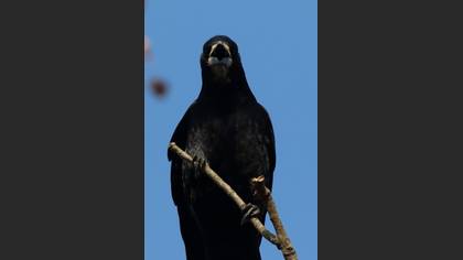 Rook
