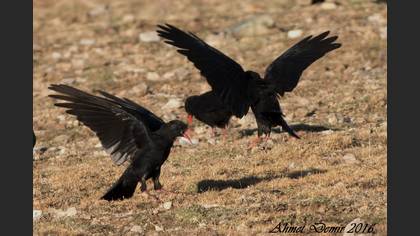 Red-billed Chough