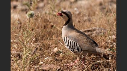 Chukar Partridge