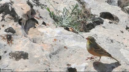 Ortolan Bunting
