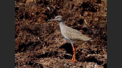Common Redshank