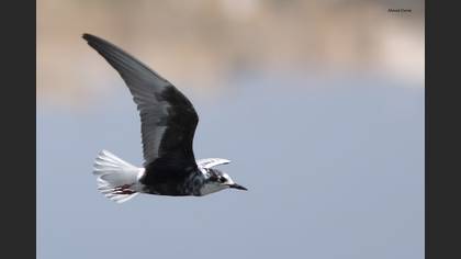 White-winged Tern