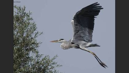 Grey Heron