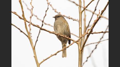 Dunnock