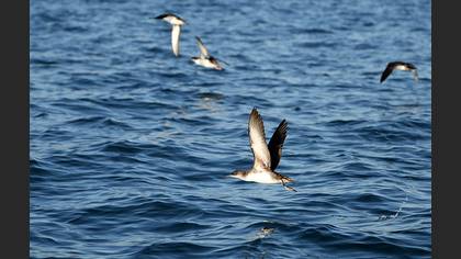 Yelkouan Shearwater