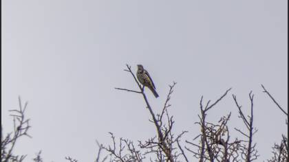 Mistle Thrush
