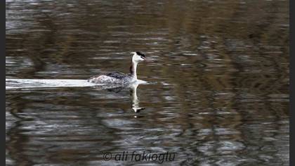Great Crested Grebe